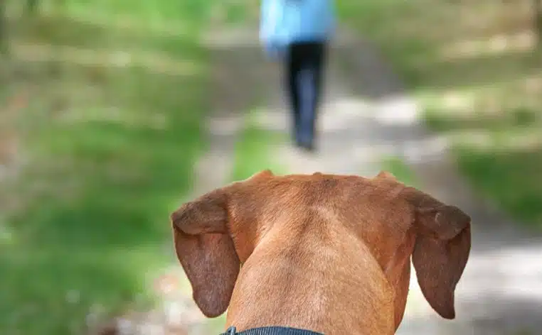 abandon chien chiens