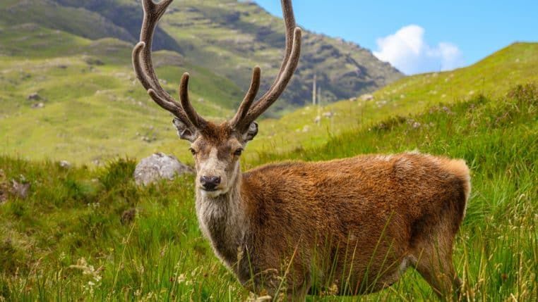 Un cerf euthanasié après avoir été trop nourris par les touristes