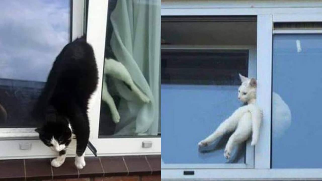 fenêtres oscillo-battantes danger chat