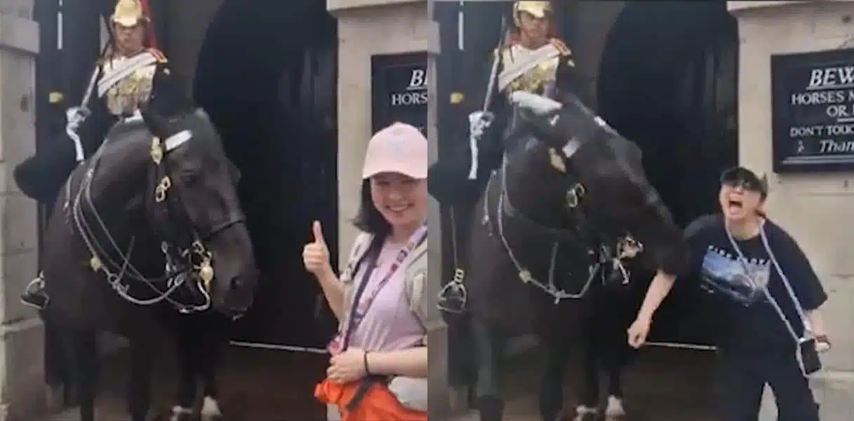 cheval-garde-royale-vs-touriste