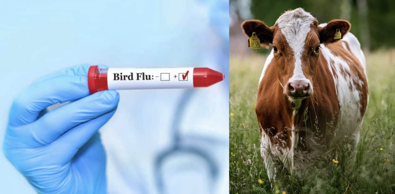 Image illustration la grippe aviaire détecté chez 4 personnes