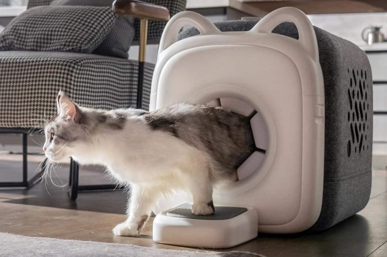 Image illustration une marque invente une litière pour toiletter votre chat quand il perd ses poils.