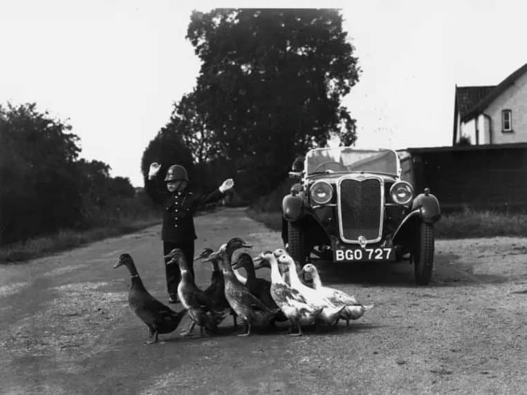 patrouille-routière-canard