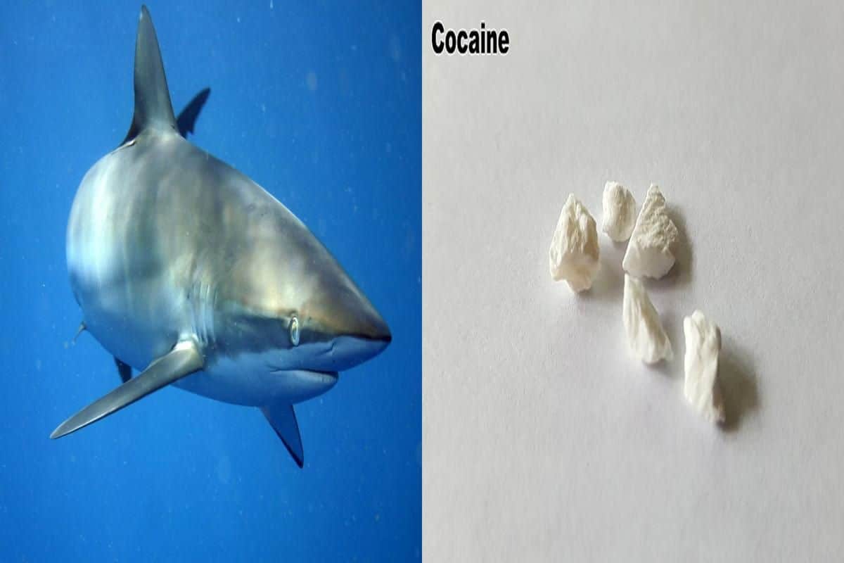 requin-infecté-par-cocaïne