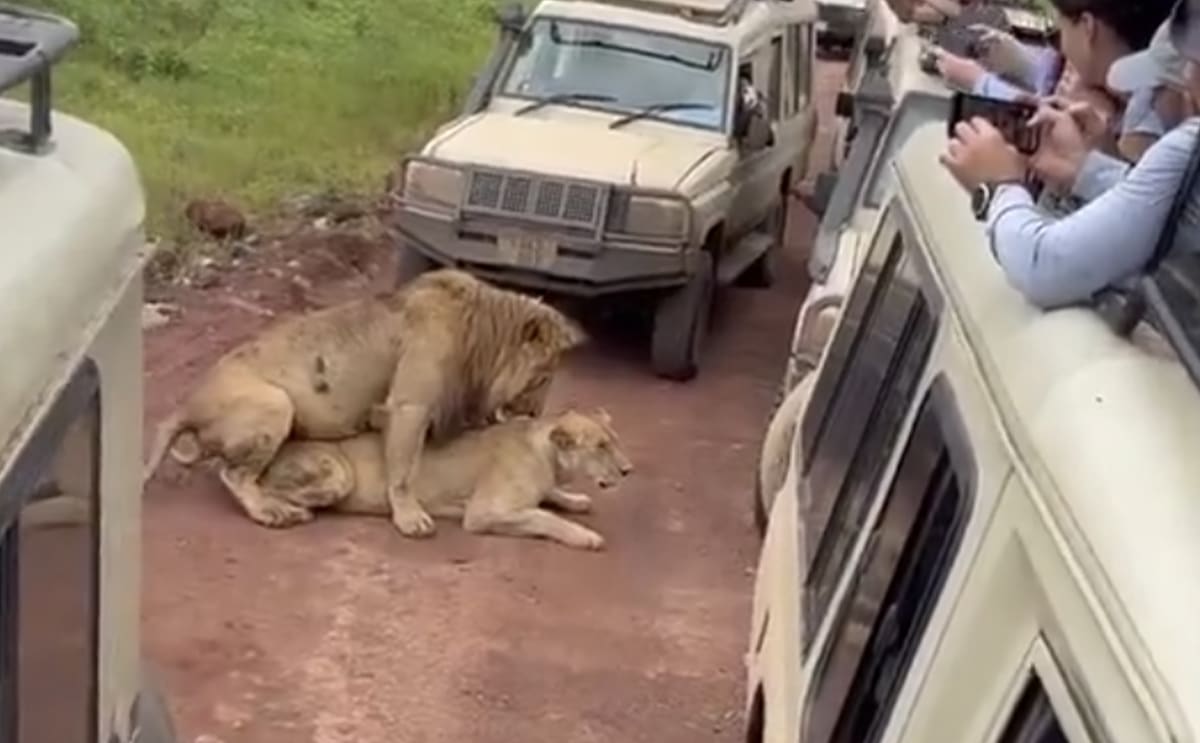 safari lion