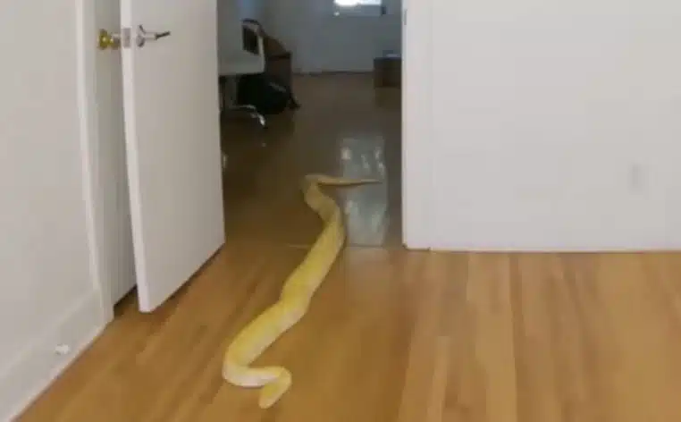 serpent