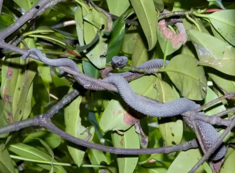 serpent-ile-des-serpents-