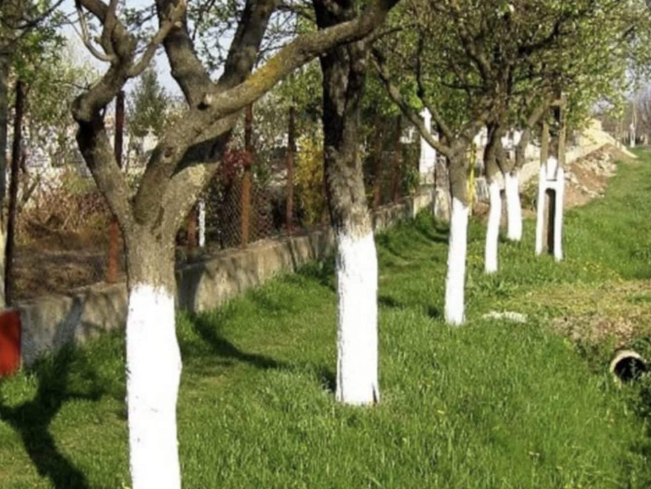 troncs arbres blancs