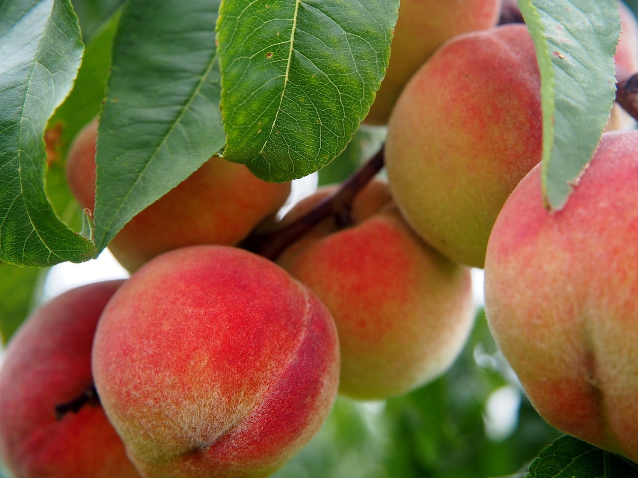 peach, nature, fruit, pêche, danger