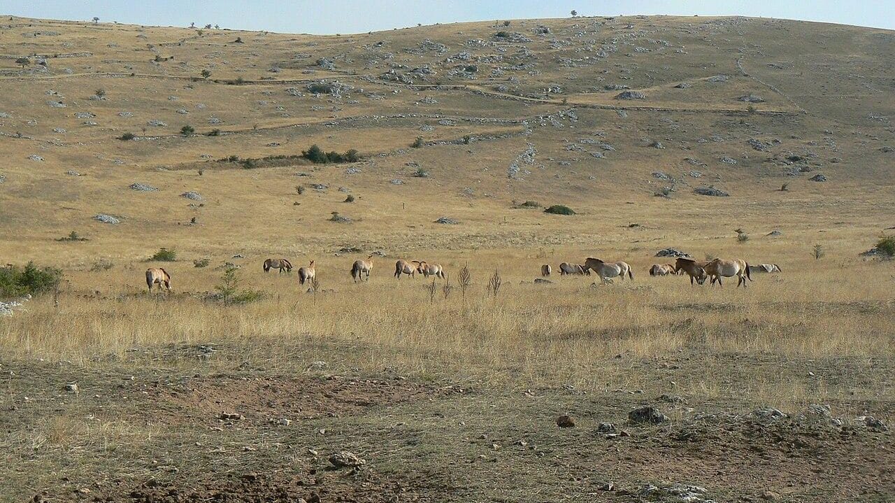 rance-Lozère-Causse-Méjean-Chevaux-de-Przewalski-credited (1)