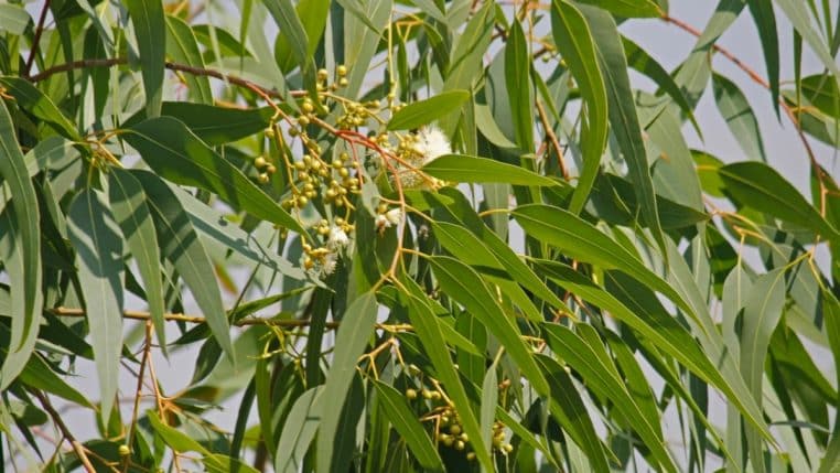 eucalyptus-citronne