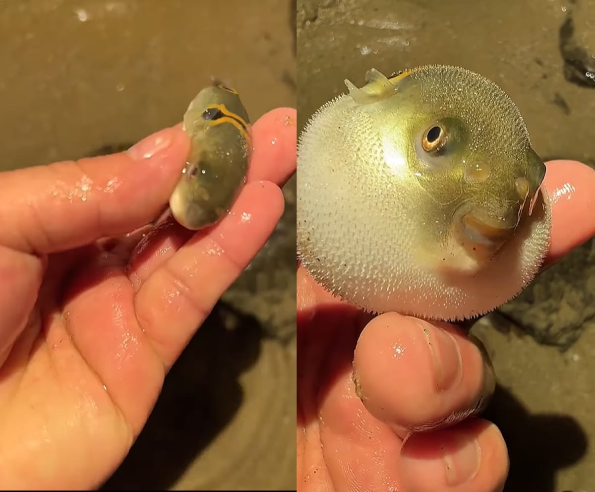 fugu-poisson-bruit-insolite-gonflement