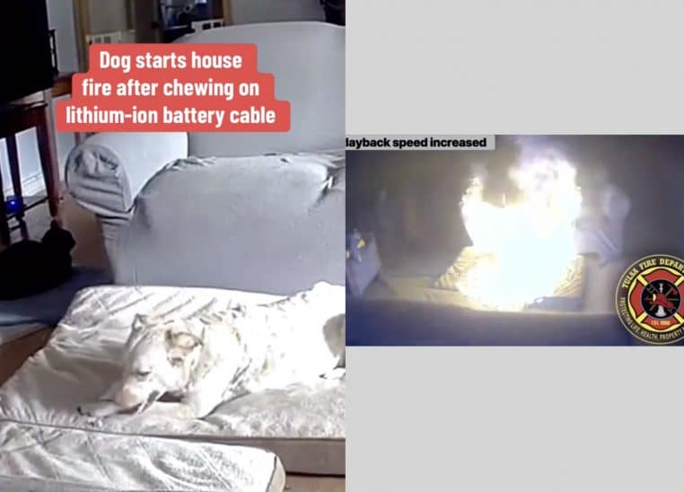 Image capture d'écran un chien provoque un incendie en mâchant une batterie.