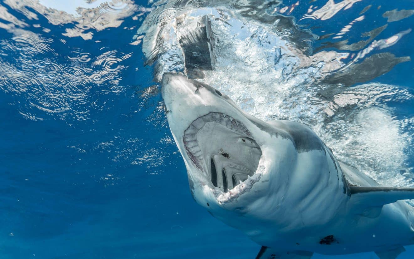 Présence du grand requin blanc sur les côtes françaises