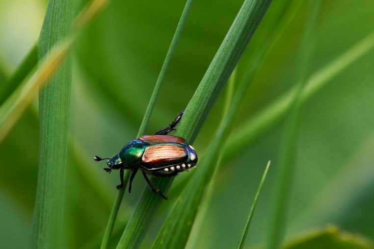 japanese beetle, beetle, insect