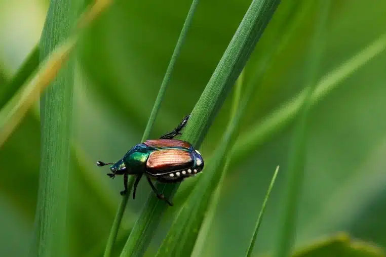 japanese beetle, beetle, insect