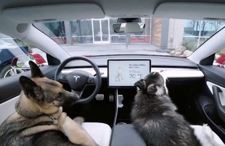 Chiens Voiture electrique