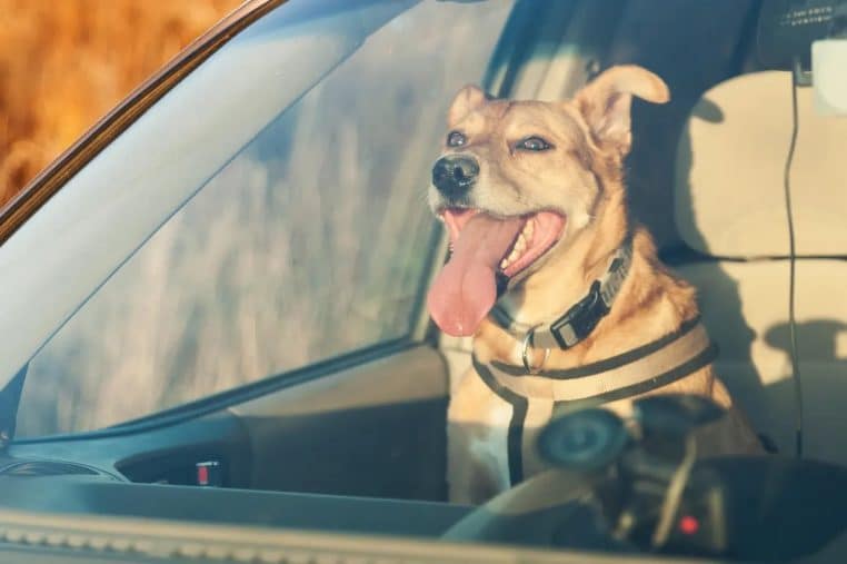 Chiens Voiture electrique ceinture securite