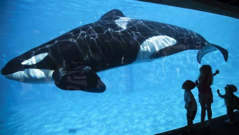 Orque SeaWorld Dawn Brancheau