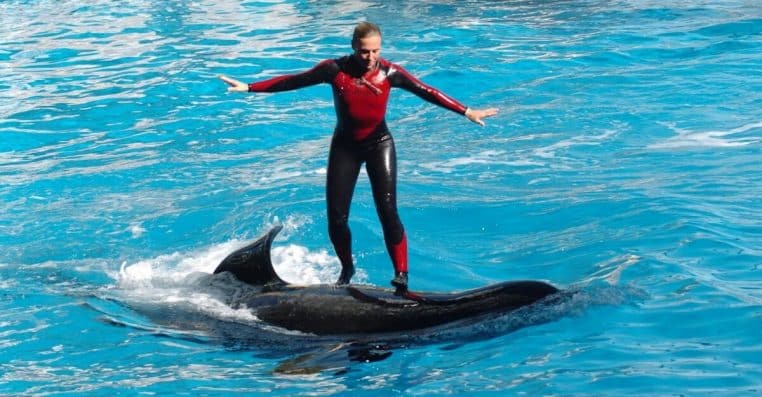 Orque SeaWorld Tilikum