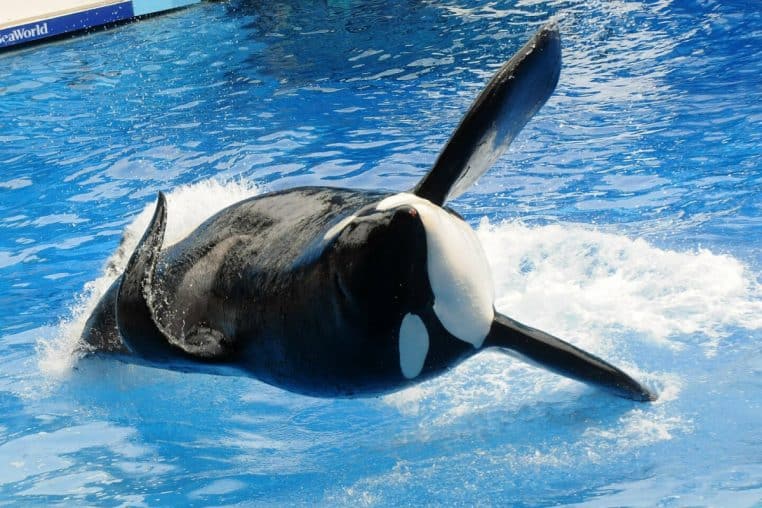 Orque SeaWorld tueuse