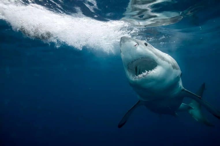 Requin Christine Armstrong predateur