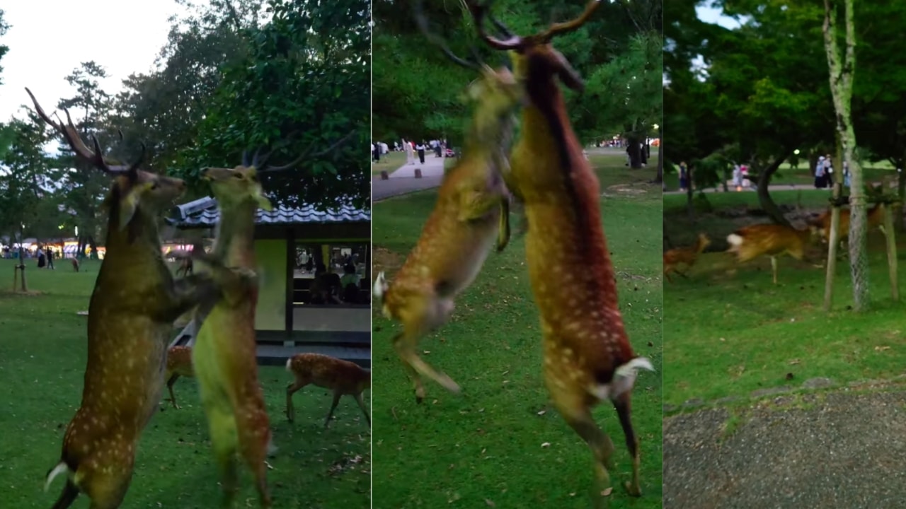 Quand deux cerfs se disputent… à coups de pattes !