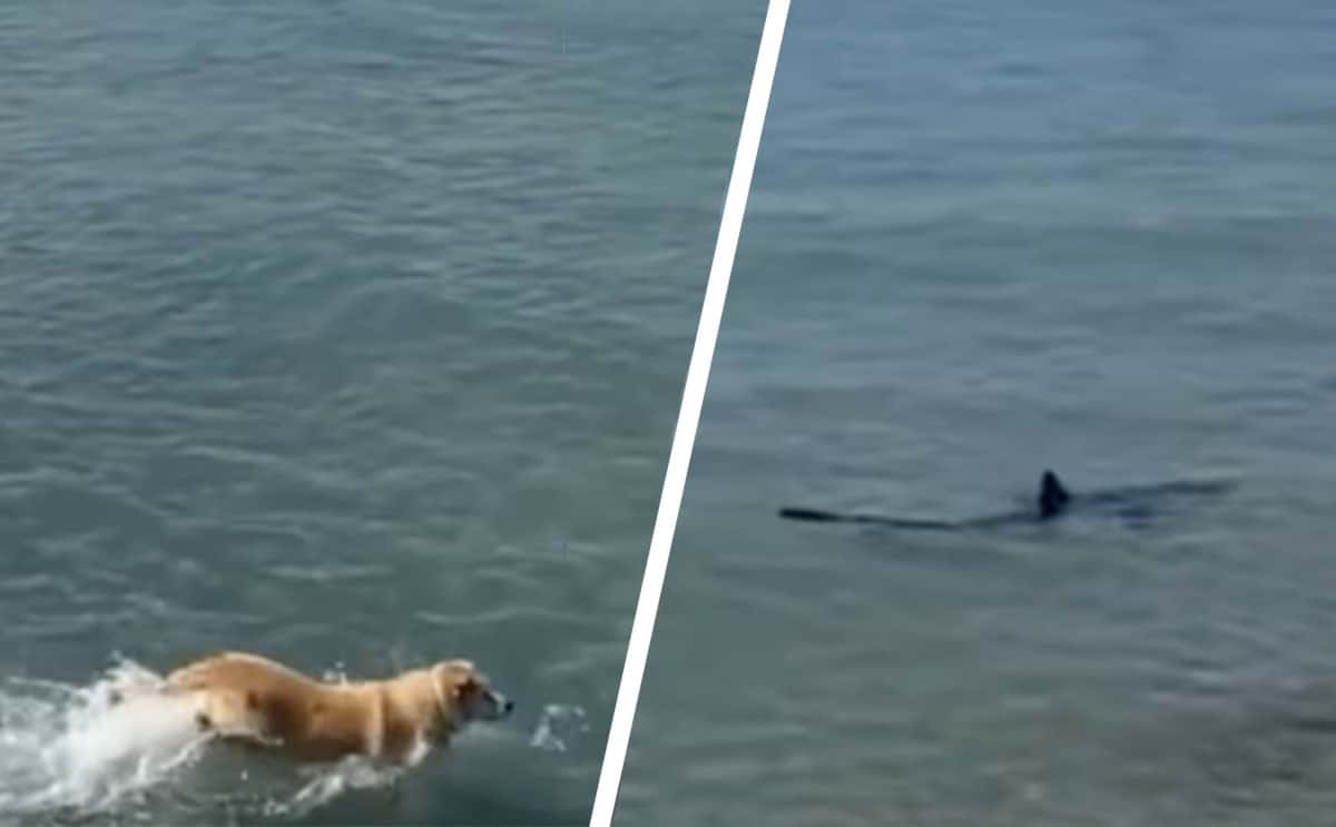 requin chien