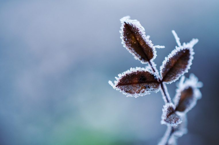 plant, frost, cold