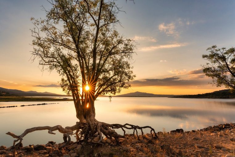 tree, sunrise, sun