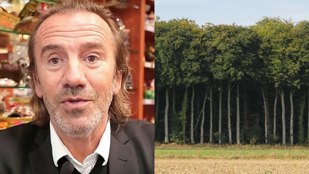 Arbres environnement