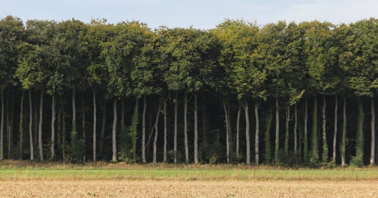 Arbres urbanisme environnement