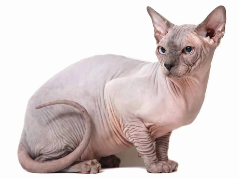 Chat Sphynx