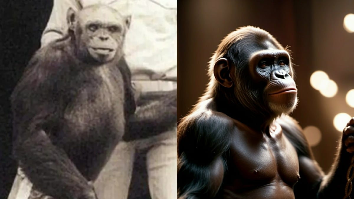 Homme humanzee avorte