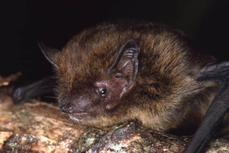 Lindy-Lumsden-Christmas-Island-Pipistrelle