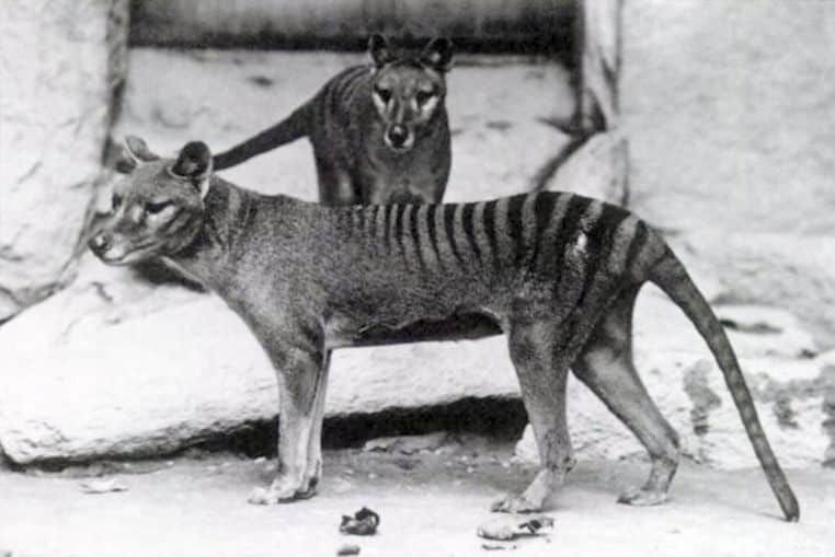 Thylacinus-tigre-de-tasmanie