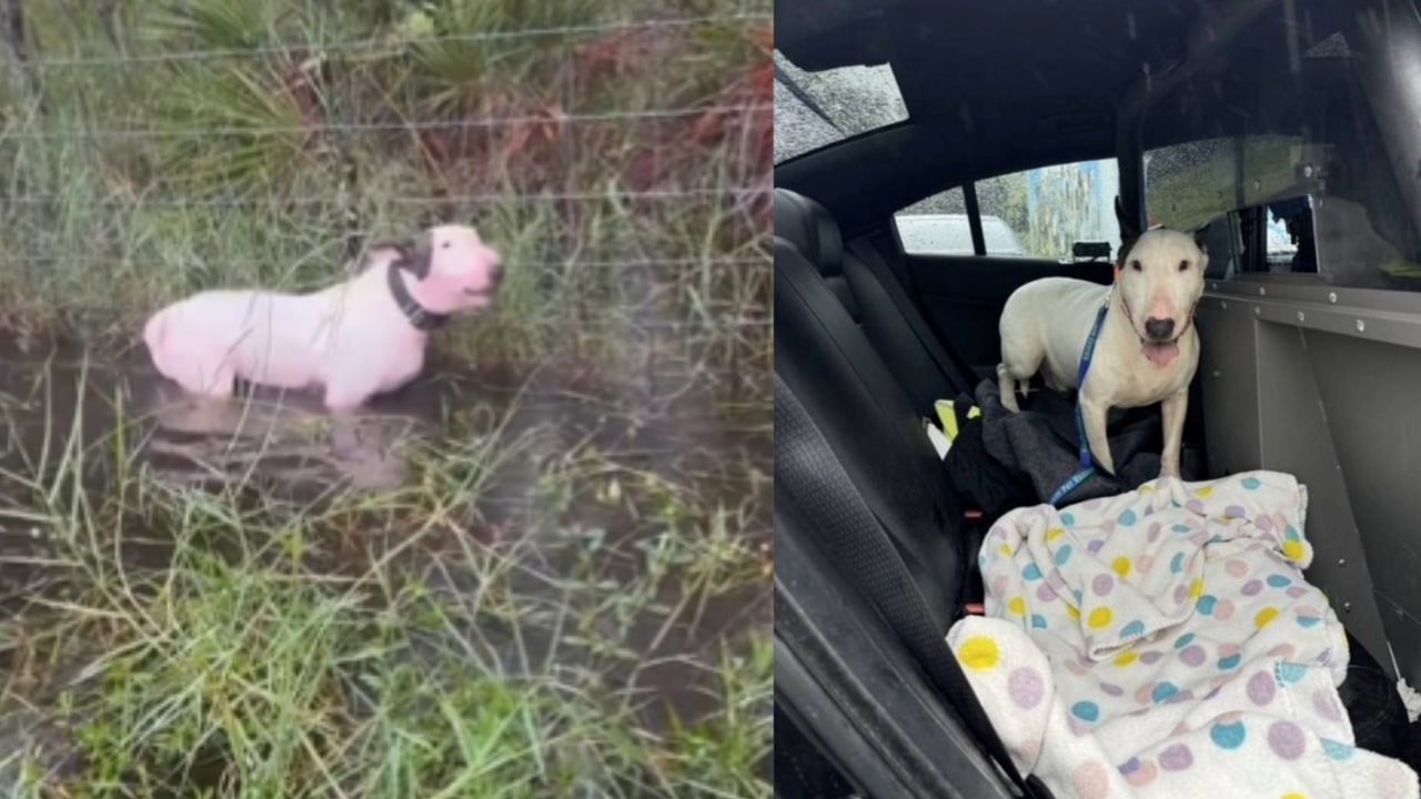 chien-abandonner-sauvé-police-américaine-ouragan-Milton