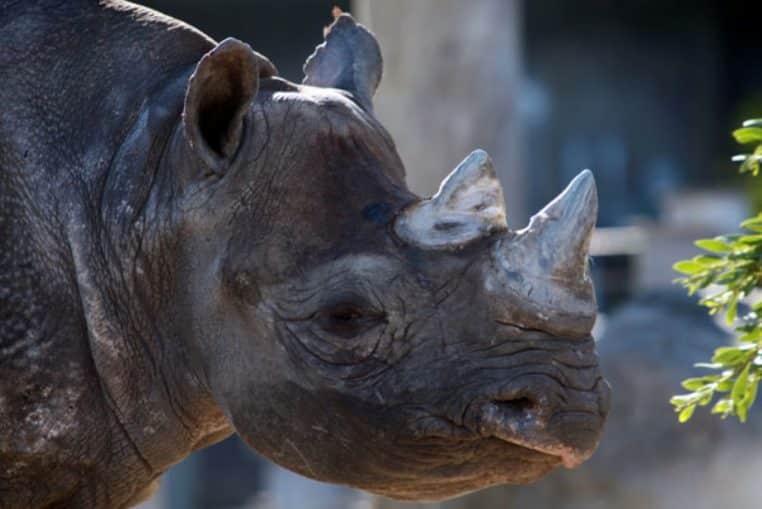 rhinocéros-noir-de-l’Ouest-éteint-2011