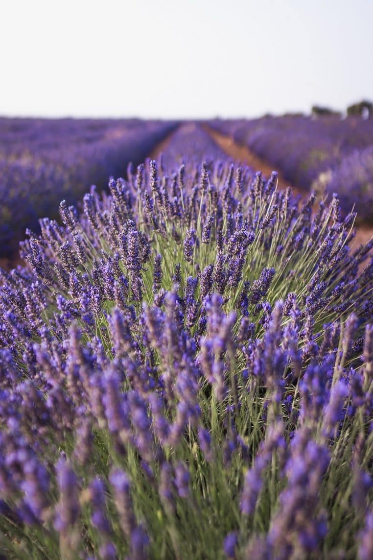 lavender, nature, field