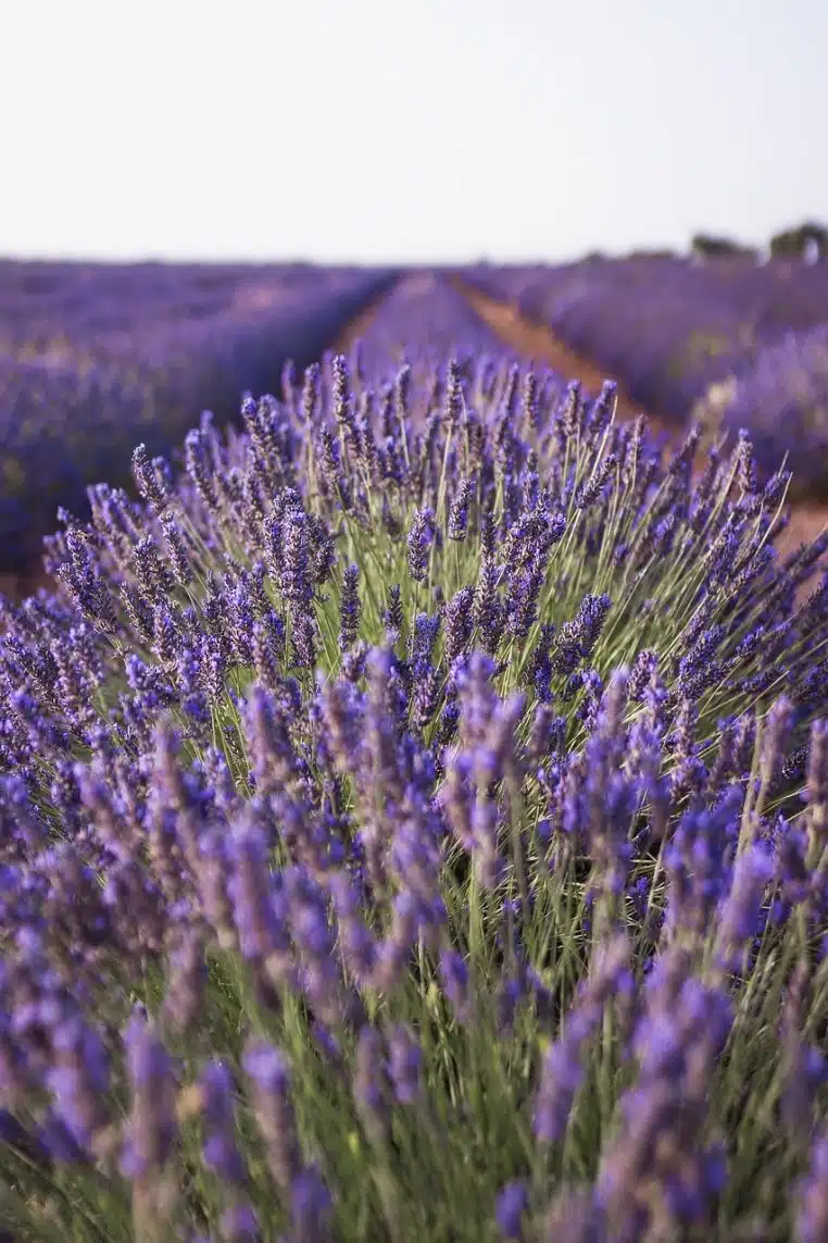 lavender, nature, field