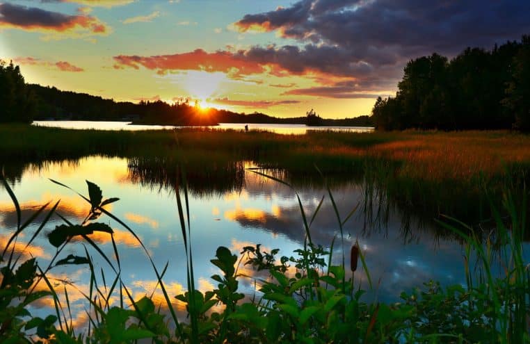 lake, forest, trees