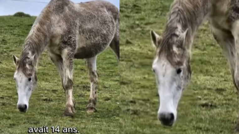 Jument tuée par un chasseur