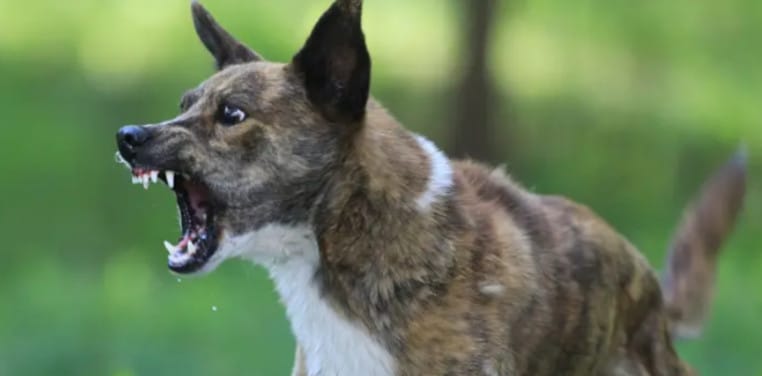 Chien grogne combat