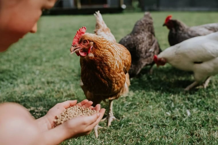 Scientifiques poule