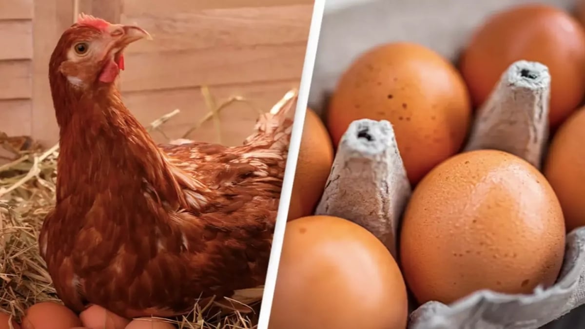 Scientifiques poule oeuf