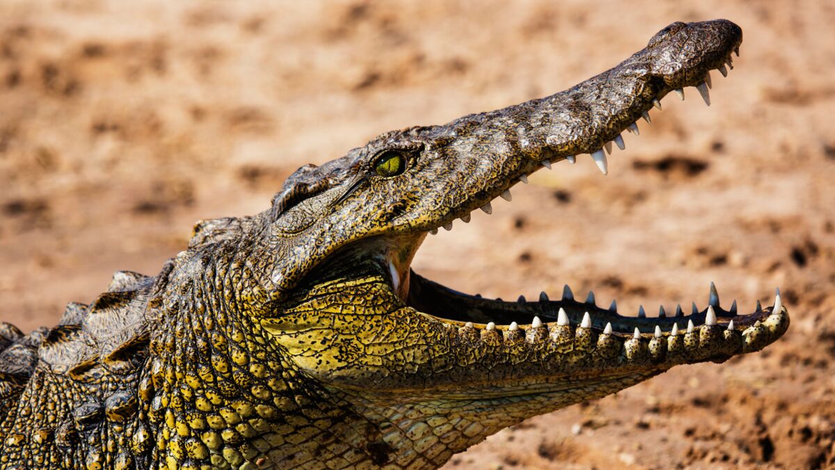 Le crocodile le plus long enregistré en eau salée : Cassius