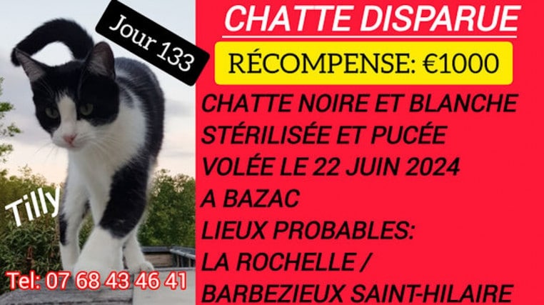 chat perdu grosse recompense