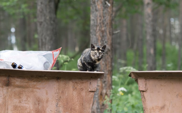 chat poubelle