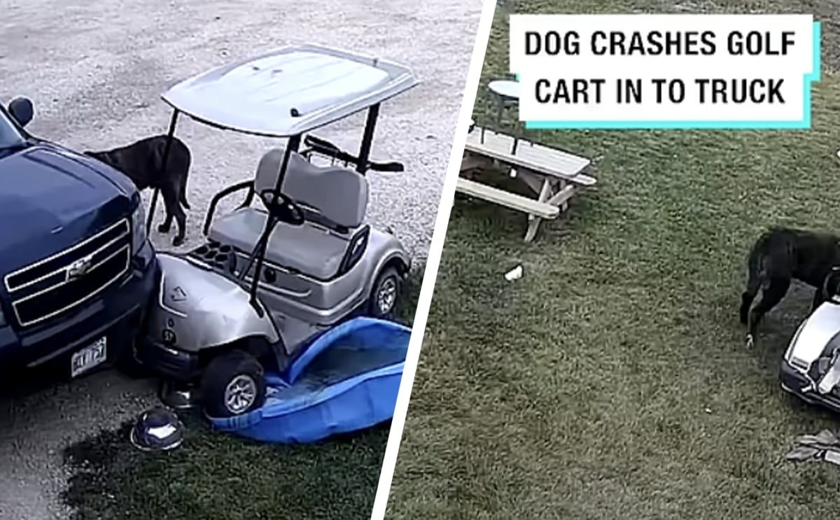 chien golf crash info