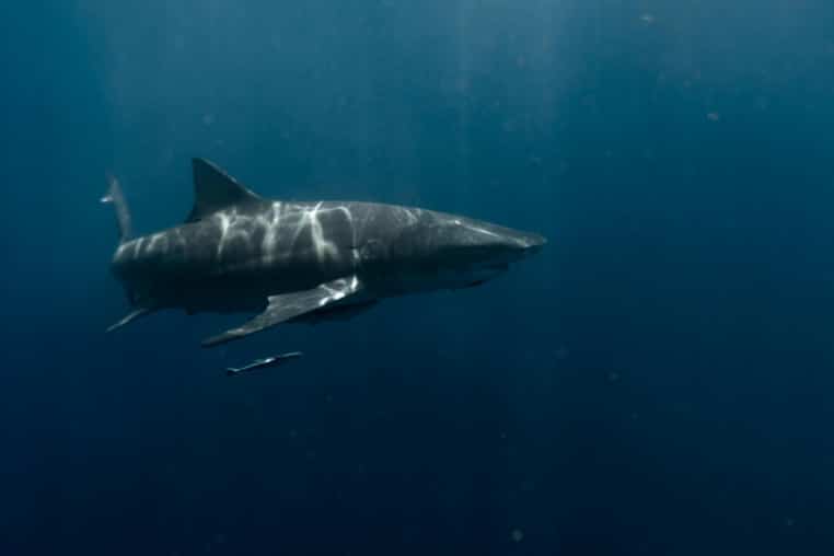 Un grand requin blanc aperçu au large des côtes françaises